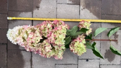 Photo of Укрытие, обрезка, посадка. Уход за метельчатой гортензией по сезонам