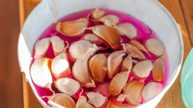 Photo of Замачивать или нет? Как подготовить чеснок к посадке осенью