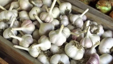 Photo of Если не успели осенью. Можно ли сажать озимый чеснок весной