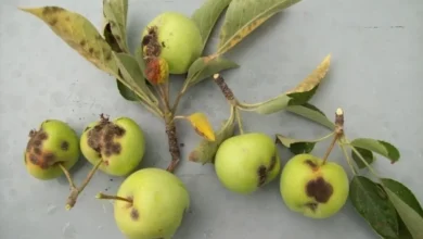 Photo of Яблоко раздора. Пять ошибок, которые могут лишить вас урожая