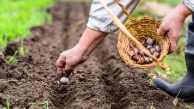 Photo of Лучшие и худшие предшественники. После каких культур можно сажать чеснок
