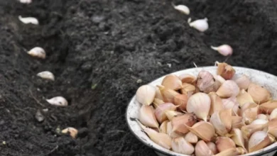 Photo of 3 частые ошибки при посадке чеснока. Не все видят разницу в озимом и яровом