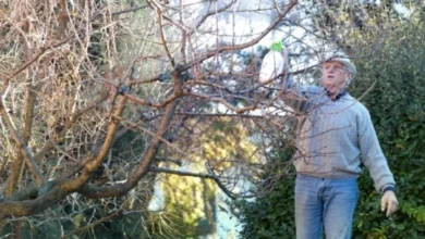 Photo of Спорное решение. Стоит ли осенью проводить обработку сада железным купоросом