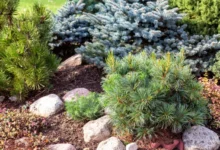 Photo of Время можжевельников, пихт и елей. Как правильно посадить хвойные осенью