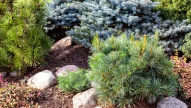 Photo of Время можжевельников, пихт и елей. Как правильно посадить хвойные осенью