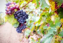 Photo of Теперь по-новому. Сроки и особенности укрытия винограда по регионам России