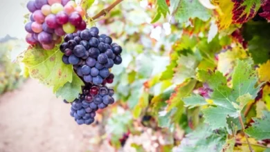 Photo of Теперь по-новому. Сроки и особенности укрытия винограда по регионам России