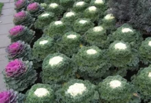 Photo of Ярко и празднично. Как вырастить украшение сада — декоративную капусту