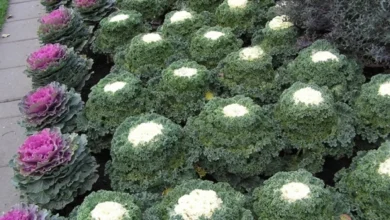 Photo of Ярко и празднично. Как вырастить украшение сада — декоративную капусту