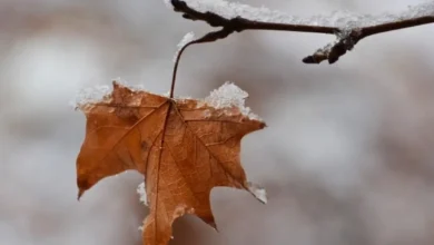 Photo of Климатолог Терешонок: через 50 лет в Москве не будет снега зимой