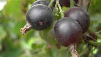 Photo of Что такое йошта?