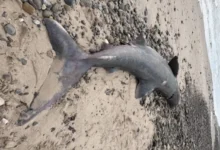 Photo of В Шотландии на берег выбросилась 4-метровая акула