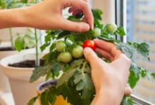 Photo of Огород на подоконнике. Что такое водянка у растений и как с ней справиться