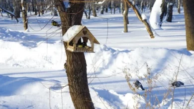 Photo of Надо ли подкармливать птиц зимой. Мифы и реальность