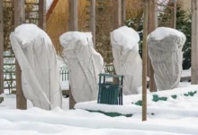 Photo of Сохрани елку, сосну и тую. 4 шага, которые делаем с наступлением холодов