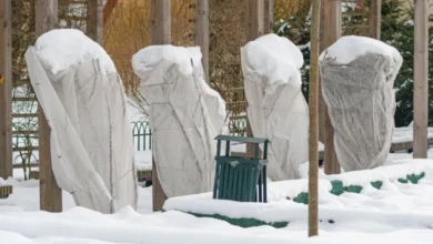 Photo of Сохрани елку, сосну и тую. 4 шага, которые делаем с наступлением холодов