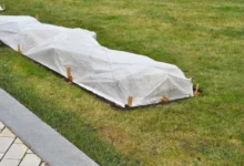 Photo of Еще нежнее. Надо ли укрывать клубнику и как это сделать правильно