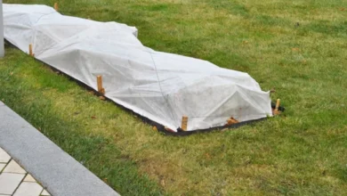 Photo of Еще нежнее. Надо ли укрывать клубнику и как это сделать правильно