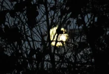 Photo of Лунный календарь садовода и огородника с 13 ноября по 17 декабря