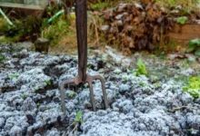 Photo of Почву уважай. Внесите зимой эти 3 добавки и соберете богатый урожай