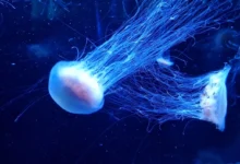 Photo of Демоны из глубин. Названо самое ядовитое существо в мире