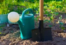 Photo of В какие дни июня по лунному календарю нельзя работать на огороде