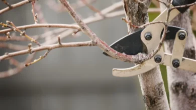 Photo of Подойдет даже холодильник. Как правильно заготовить черенки