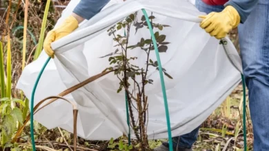 Photo of Холода — не беда. Как подготовить сад к морозам