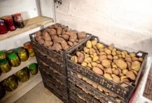 Photo of Плюс на минус. Температурная шпаргалка по хранению овощей и фруктов