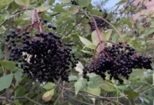 Photo of Ставим на черное. Как не перепутать съедобную бузину с ядовитой