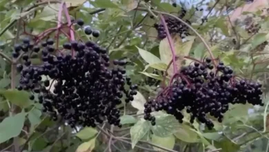 Photo of Ставим на черное. Как не перепутать съедобную бузину с ядовитой