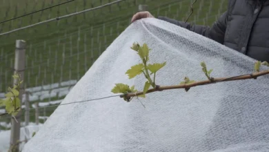 Photo of Климат изменился. Как правильно укрывать виноград в разных регионах