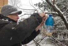 Photo of Своими руками. 5 вариантов кормушек для птиц, которые несложно повторить