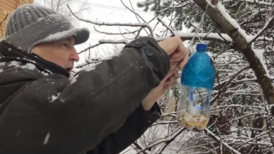 Photo of Своими руками. 5 вариантов кормушек для птиц, которые несложно повторить