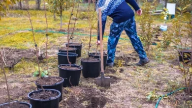 Photo of Новый дом для дерева. Дендролог – о пересадке взрослых растений на участке