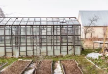 Photo of Зима на пороге. Что нужно сделать в теплице до конца ноября и в декабре