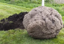 Photo of Охота к перемене мест. 7 шагов: как пересадить осенью деревья-великаны