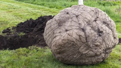 Photo of Охота к перемене мест. 7 шагов: как пересадить осенью деревья-великаны