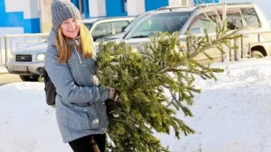 Photo of Когда ставить живую елку, чтобы долго стояла?