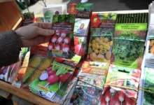 Photo of Семена собственные. На что обращать внимание, покупая посадочный материал