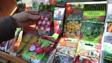 Photo of Семена собственные. На что обращать внимание, покупая посадочный материал