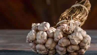 Photo of «Гусар» с характером. Чеснок, который не боится холода и всегда дает урожай