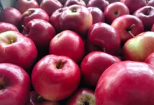 Photo of Молодильное. Садовод Кобец рассказал, как выбрать самые полезные яблоки