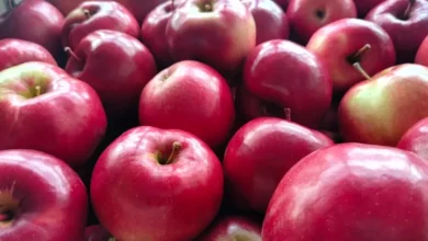 Photo of Молодильное. Садовод Кобец рассказал, как выбрать самые полезные яблоки