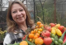 Photo of Томаты: лучшие сорта для будущего сезона