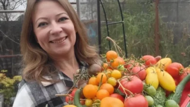 Photo of Томаты: лучшие сорта для будущего сезона