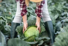 Photo of Последний звонок. 5 золотых правил поздней уборки урожая