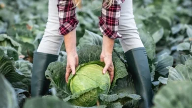 Photo of Последний звонок. 5 золотых правил поздней уборки урожая