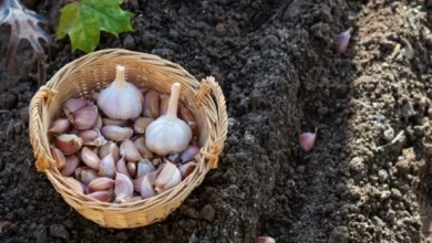 Photo of Дамы приглашают «Кавалера». Сорт чеснока для надежного урожая