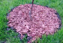 Photo of Мульча из кирпича. Гениальная защита для садовых деревьев